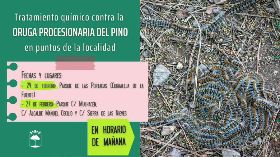 Procesionaria_web